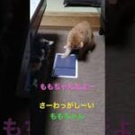 ももちゃんだよー#猫動画 #猫 #かわいい猫 #ねこ #ももちゃん #2022 #ももちゃんだよー