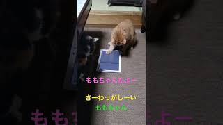 ももちゃんだよー#猫動画 #猫 #かわいい猫 #ねこ #ももちゃん #2022 #ももちゃんだよー