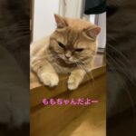 ももちゃんだよー#猫動画 #猫 #かわいい猫 #ねこ #ももちゃん #2022