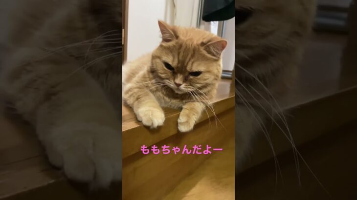 ももちゃんだよー#猫動画 #猫 #かわいい猫 #ねこ #ももちゃん #2022