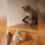 【面白い動画】最高におもしろ 猫のハプニング, 失敗動画集・かわいい猫  2022 #3