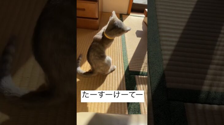 #こねこ#3ヶ月#保護猫 #子猫のいる生活 #子猫の成長記録 #こねこのいる暮らし #保護猫の日常 #ねこ部 #2代目ごえもんごえちゃんねる