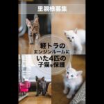 軽トラのエンジンルームにいた4匹の子猫を保護