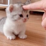 【面白い動画】最高におもしろ 猫のハプニング, 失敗動画集・かわいい猫 #4