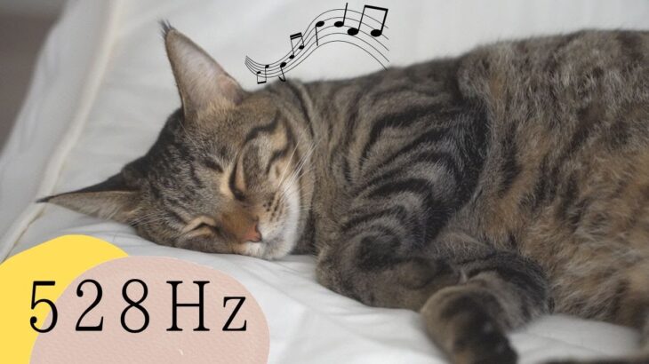 528Hz【猫が落ち着く音楽】猫も人もリラックスできる〜癒し猫動画～ストレス緩和・リラックスのための音楽