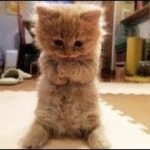【面白い動画】最高におもしろ 猫のハプニング, 失敗動画集・かわいい猫 #6