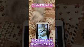 【子猫】(生後82日)お兄ちゃんと、追いかけっこ？！  #ペルシャ猫ろここ #ねこ #猫 #子猫 #cat #Shorts #ろここ #ろここダイアリー