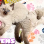 【生ライブ】赤ちゃん猫癒しライブ配信中😸Baby kittens Live Streaming✨Transmisión en vivo de gatitos bebés✨아기 고양이 라이브 스트리밍