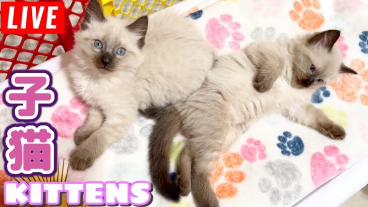 【生ライブ】赤ちゃん猫癒しライブ配信中😸Baby kittens Live Streaming✨Transmisión en vivo de gatitos bebés✨아기 고양이 라이브 스트리밍