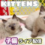 【生ライブ】赤ちゃん猫癒しライブ配信中😸Baby kittens Live Streaming✨Transmisión en vivo de gatitos bebés✨아기 고양이 라이브 스트리밍