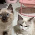 【生ライブ】赤ちゃん猫癒しライブ配信中😸Baby kittens Live Streaming✨Transmisión en vivo de gatitos bebés✨아기 고양이 라이브 스트리밍