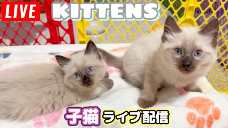 【生ライブ】赤ちゃん猫癒しライブ配信中😸Baby kittens Live Streaming✨Transmisión en vivo de gatitos bebés✨아기 고양이 라이브 스트리밍