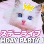 【生ライブ】赤ちゃん猫癒しライブ配信中😸Baby kittens Live Streaming✨Transmisión en vivo de gatitos bebés✨아기 고양이 라이브 스트리밍