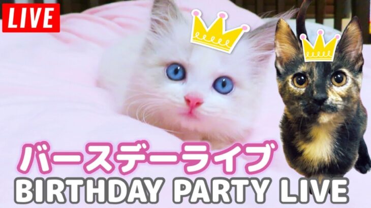 【生ライブ】赤ちゃん猫癒しライブ配信中😸Baby kittens Live Streaming✨Transmisión en vivo de gatitos bebés✨아기 고양이 라이브 스트리밍