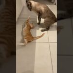 プロレスごっこする猫たち Cats play fighting 【Shorts】