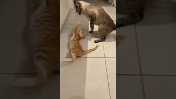 プロレスごっこする猫たち Cats play fighting 【Shorts】