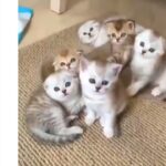 絶対に笑う」おかしな猫のハプニング、かわいい猫 |😹 Mèo kiểm soát người 😹 Funniest Cats 😹 Mèo vui nhất 😹 | Part 3