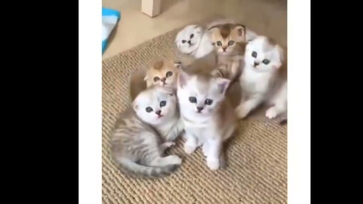 絶対に笑う」おかしな猫のハプニング、かわいい猫 |😹 Mèo kiểm soát người 😹 Funniest Cats 😹 Mèo vui nhất 😹 | Part 3