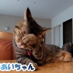 月曜日のあいちゃん【２本足の癒し猫 あいちゃん】No.408