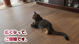 あいちゃん、広くなったスペースで・・【２本足の癒し猫 あいちゃん】No.416