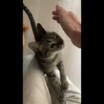 【猫】出かける前に戯れてきてニヤける#cat #猫のいる暮らし #癒し