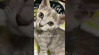 #子猫の鳴き声 #猫のいる暮らし #子猫の成長記録 #里親#cat#2ヶ月の猫#パステル三毛猫 #ごえちゃんねる#子猫#猫#仔猫#shorts #保護猫