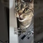 【猫動画】ちゅーるにかなうおやつがない件 #猫のいる暮らし #癒し動画 #おもしろ動画 #catvideos