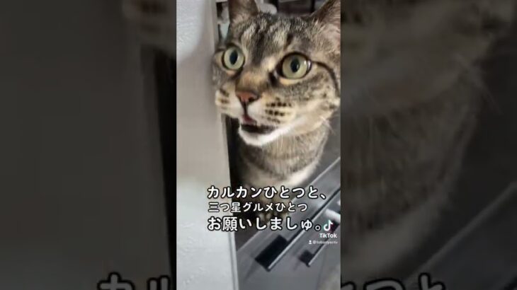 【猫動画】ちゅーるにかなうおやつがない件 #猫のいる暮らし #癒し動画 #おもしろ動画 #catvideos