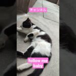 子猫の親分が可愛くお願い　　チャンネルfollow me