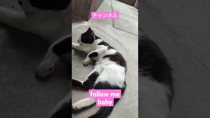 子猫の親分が可愛くお願い　　チャンネルfollow me