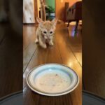 子猫のご飯は戦争 #shorts