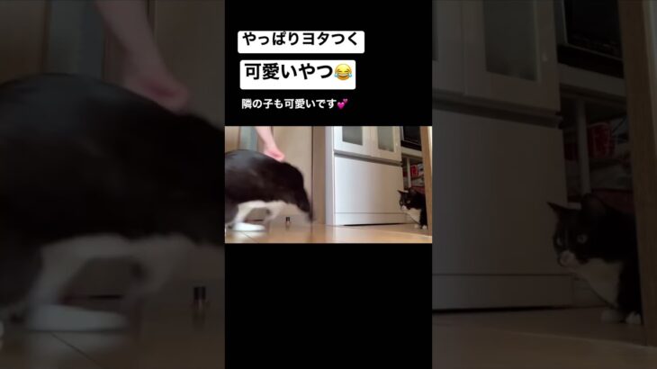 ぐるぐる回ってヨタつく猫。お約束🤣　隣の子も可愛いです💕　#shorts