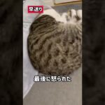 飼い主をガン無視する子猫　#shorts #cat #猫 #子猫 #保護猫