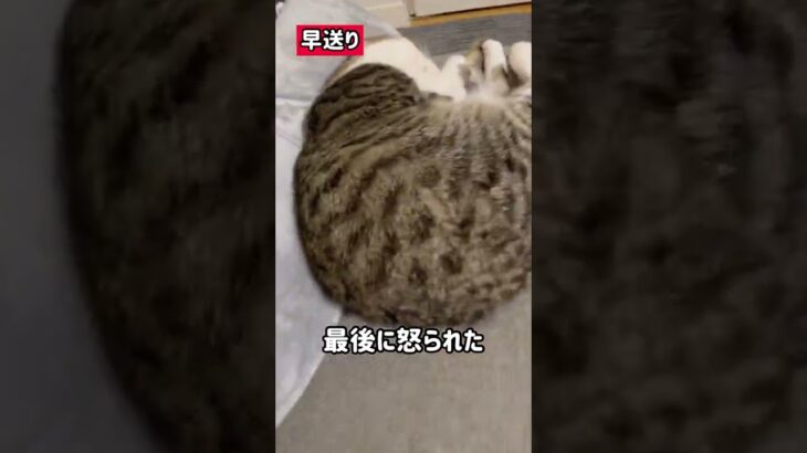 飼い主をガン無視する子猫　#shorts #cat #猫 #子猫 #保護猫