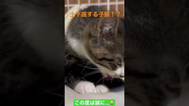 土下座をする子猫　#shorts  #猫　#cat