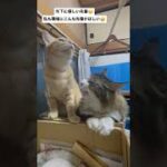 後住猫に慕われる先輩猫【社畜の癒し】