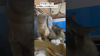 後住猫に慕われる先輩猫【社畜の癒し】