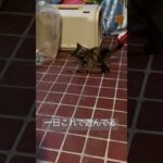 子猫がずっと遊ぶおもちゃ