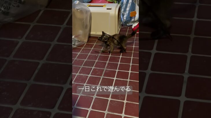 子猫がずっと遊ぶおもちゃ