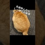 まさかの、お返事のやりかた🐈かわいいじゃないか猫のいる幸せ のらねこ 野良猫 かわいい動画 猫になりたい 猫大好き