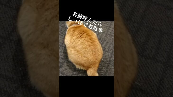 まさかの、お返事のやりかた🐈かわいいじゃないか猫のいる幸せ のらねこ 野良猫 かわいい動画 猫になりたい 猫大好き