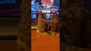 猫のテレビ鑑賞？#猫 #子猫癒し