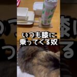 猫あるある。アラフィフの癒し。一人晩酌も寂しくないよ。