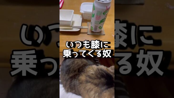 猫あるある。アラフィフの癒し。一人晩酌も寂しくないよ。