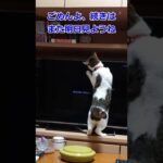 猫用動画を視聴中に電源を切った結果…