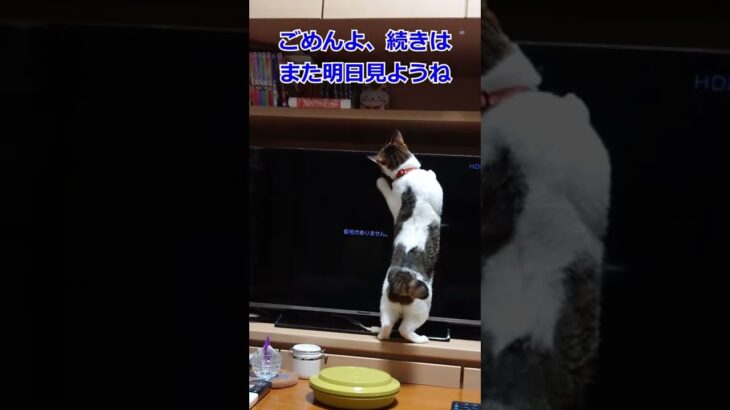 猫用動画を視聴中に電源を切った結果…