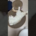 はみ出てますよ　子猫マンチカンまんじろう