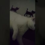 突然我に変える猫【かわいい猫】#白(はく)様