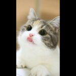 おかしい猫 – かわいい猫 – おもしろ猫動画