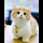 【面白い動画】最高におもしろ 猫のハプニング, 失敗動画集・かわいい猫  2022